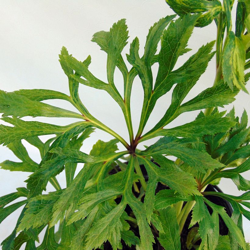 Helleborus Double Yellow guttatus - dubbel geel gespikkeld (Blad)