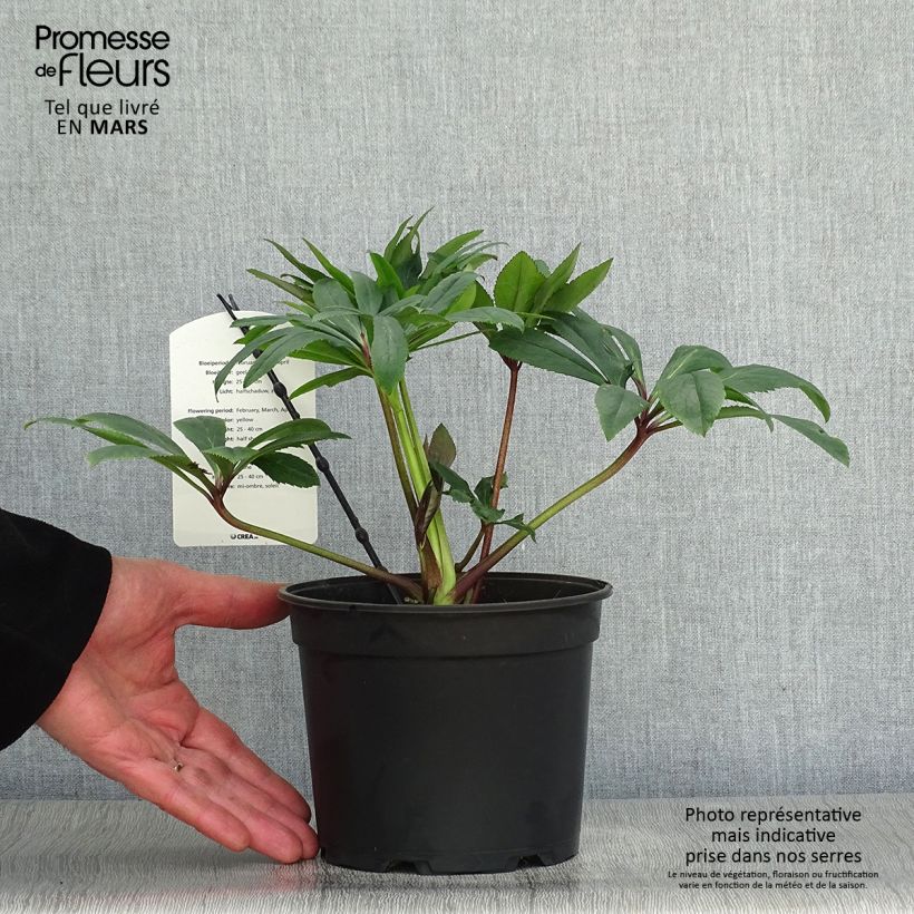 Exemplaar van Helleborus Double Pale Yellow - lenteroos dubbel geel Pot van 2 l/3 l zoals geleverd in de lente