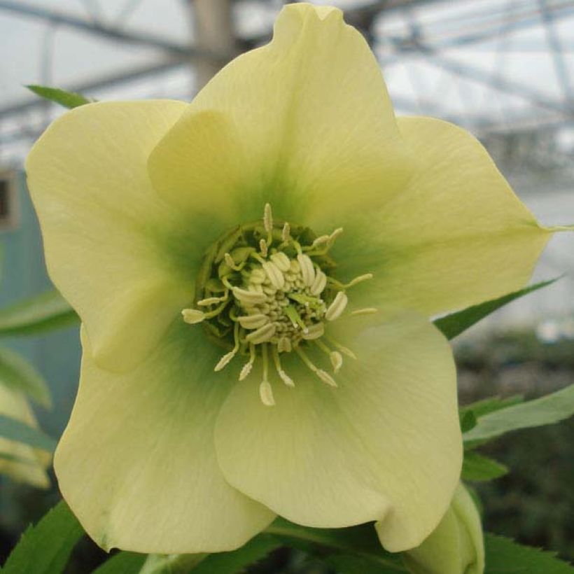 Helleborus Yellow - Lenteroos (Flowering)
