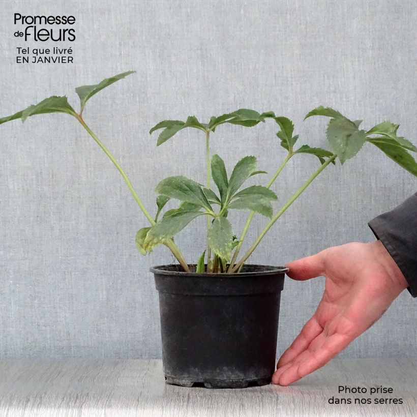 Example of Helleborus Yellow - Lenteroos Pot van 2 l/3 l as you get in hiver