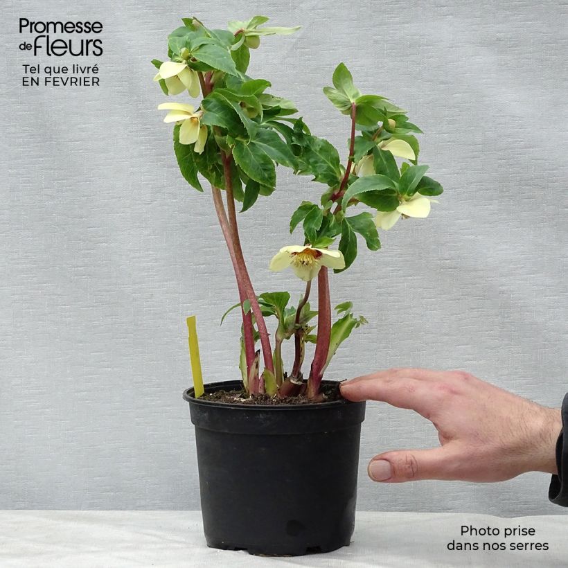 Exemplaar van Helleborus Super Yellow Red Center - Lenteroos Pot van 2 l/3 l zoals geleverd in de winter