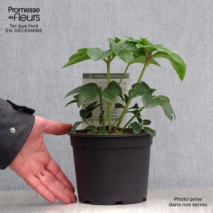 Example of Hellébore orientale Magic Abricot guttatus Pot van 2 l/3 l as you get in hiver