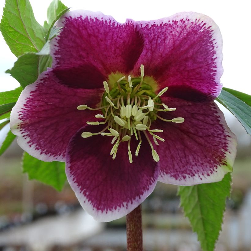 Helleborus Magic Aubergine liseré - Lenteroos donker paars met contrasterende ran (Bloei)