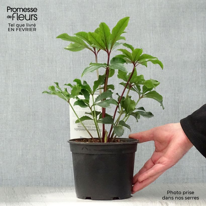 Example of Helleborus Magic Double Rouge - Lenteroos dubbel rood Pot van 2 l/3 l as you get in hiver