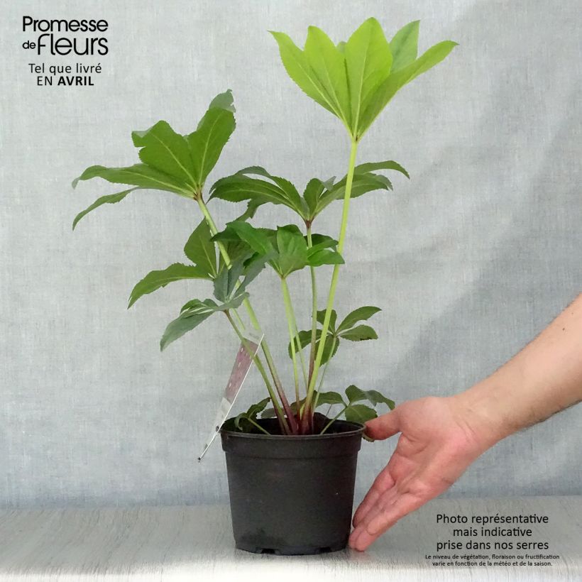 Exemplaar van Helleborus Magic Rouge - Lenteroos rood Pot van 2 l/3 l zoals geleverd in de lente