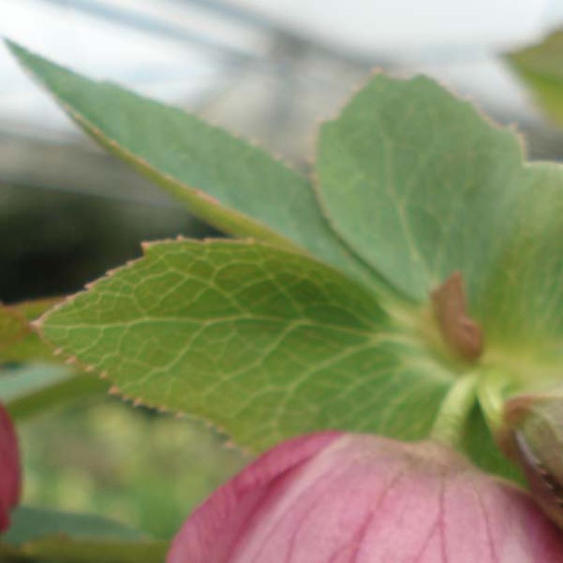 Helleborus Pink - Lenteroos roze (Foliage)