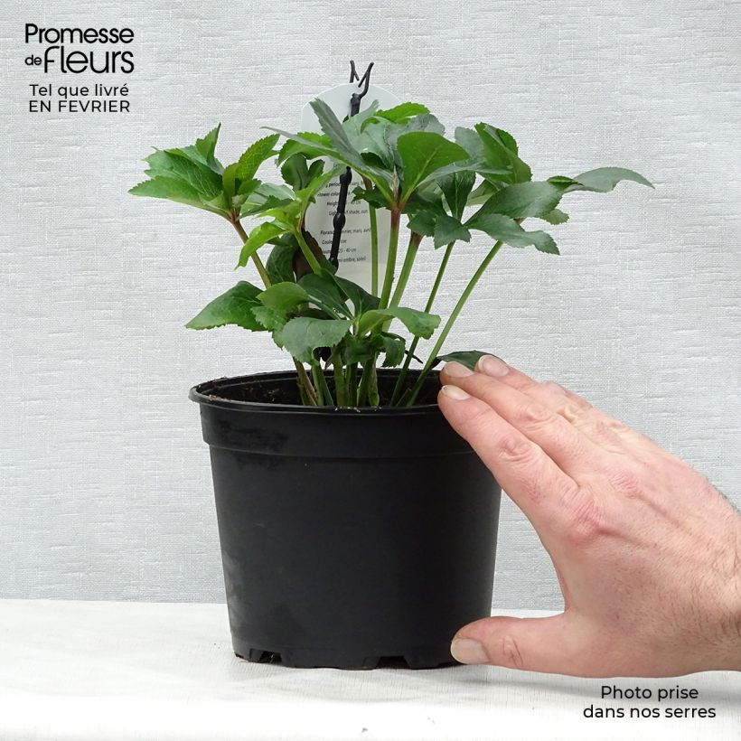 Example of Helleborus Pink - Lenteroos roze Pot van 2 l/3 l as you get in hiver