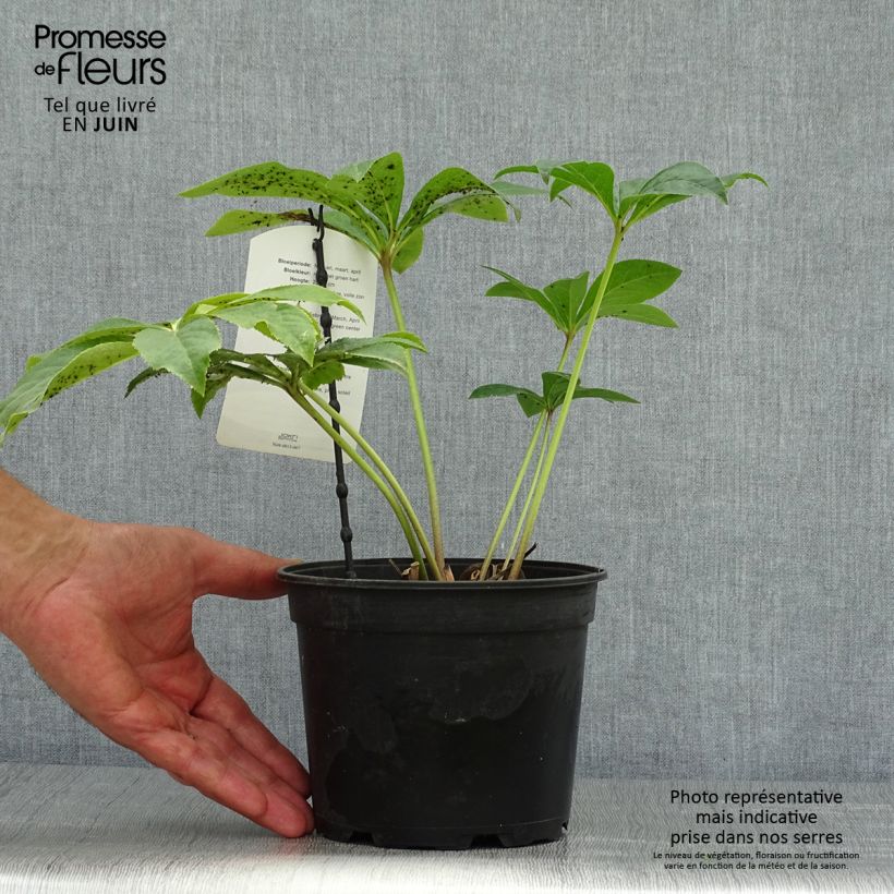 Exemplaar van Helleborus Pink Green Centre - Lenteroos roze met groen hart Pot van 2 l/3 l zoals geleverd in de zomer