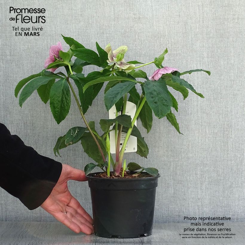 Exemplaar van Helleborus Pink Spotted - Lenteroos Pot van 2 l/3 l zoals geleverd in de lente