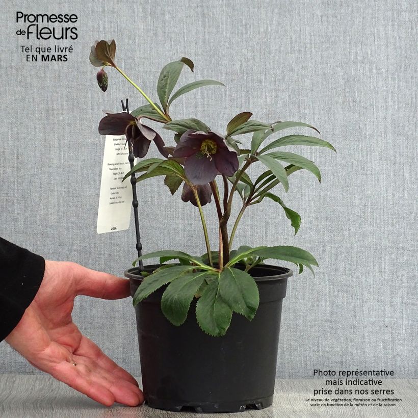 Exemplaar van Helleborus Slaty Blue - Lenteroos Pot van 2 l/3 l zoals geleverd in de lente