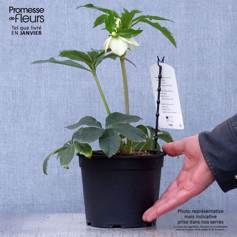 Example of Hellébore orientale Super Yellow Pot van 2 l/3 l as you get in hiver