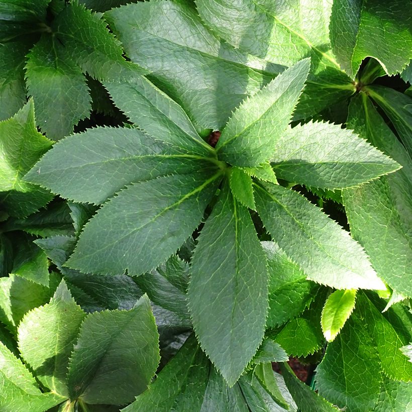 Helleborus ViV Alessia - Lenteroos (Blad)
