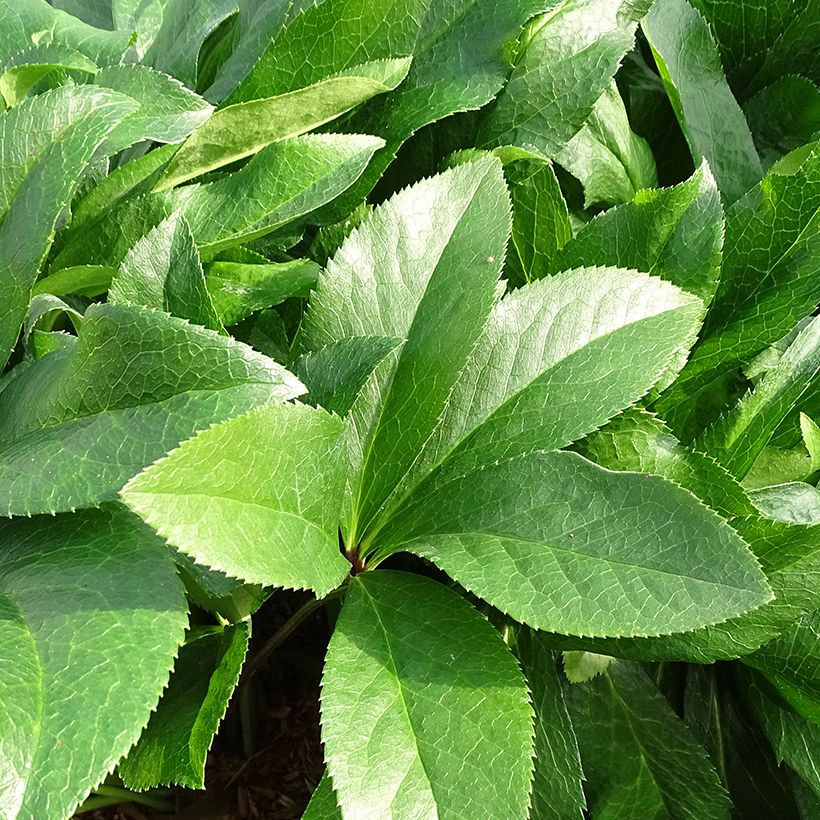 Helleborus ViV Amalia - Lenteroos (Blad)