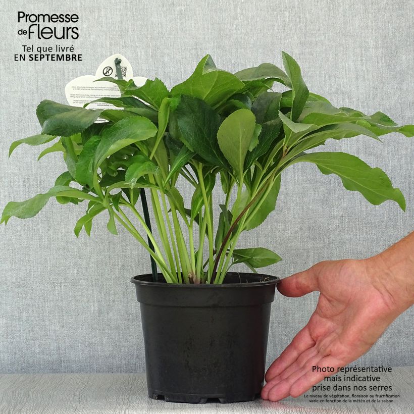 Exemplaar van Helleborus ViV Amalia - Lenteroos Pot van 2 l/3 l zoals geleverd in de herfst
