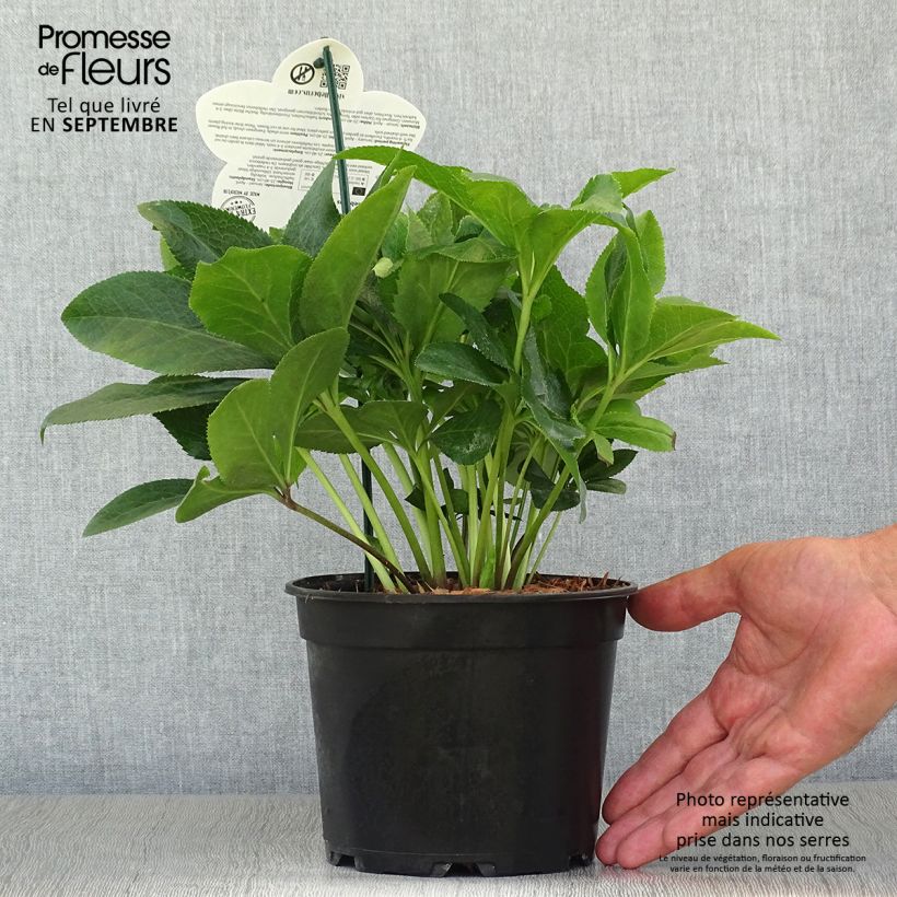 Exemplaar van Helleborus ViV Antonella - Lenteroos Pot van 2 l/3 l zoals geleverd in de herfst