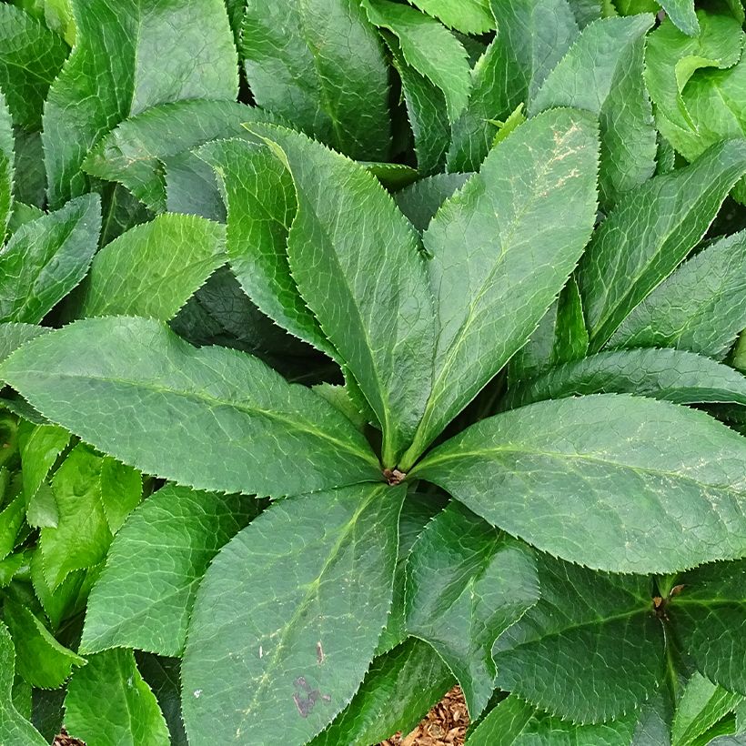 Helleborus ViV Ariana - Lenteroos (Blad)