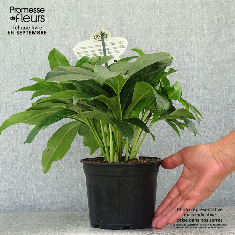 Exemplaar van Helleborus ViV Ariana - Lenteroos Pot van 2 l/3 l zoals geleverd in de herfst
