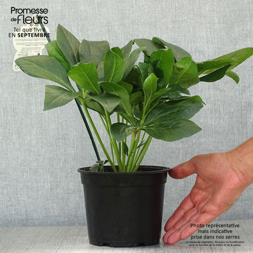 Exemplaar van Helleborus iV Batista - lenteroos Pot van 2 l/3 l zoals geleverd in de herfst