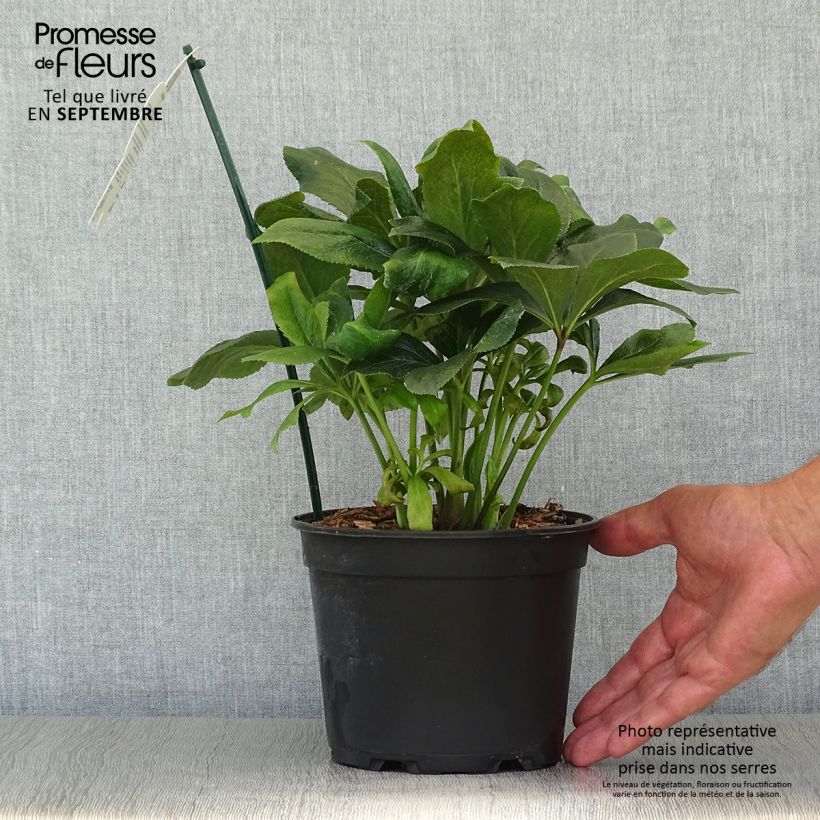 Exemplaar van Helleborus ViV Carlotta - lenteroos Pot van 2 l/3 l zoals geleverd in de herfst