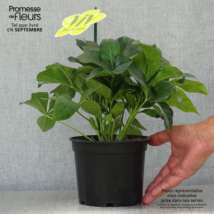 Exemplaar van Helleborus ViV Catharina - Lenteroos Pot van 2 l/3 l zoals geleverd in de herfst