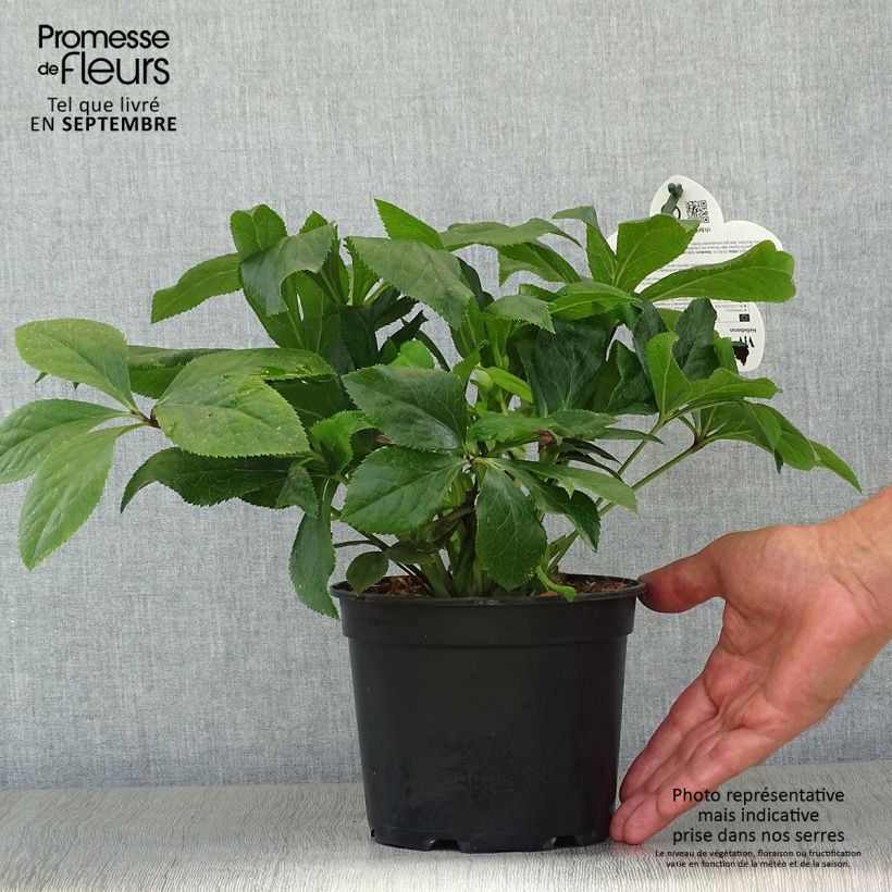 Exemplaar van Helleborus ViV Celestina - Lenteroos Pot van 2 l/3 l zoals geleverd in de herfst