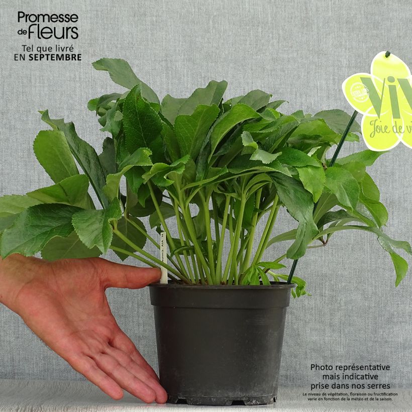 Exemplaar van Helleborus ViV Cinzia - Lenteroos Pot van 2 l/3 l zoals geleverd in de herfst
