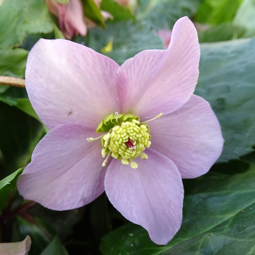 Helleborus ViV Diana BIO - Lenteroos (Flowering)