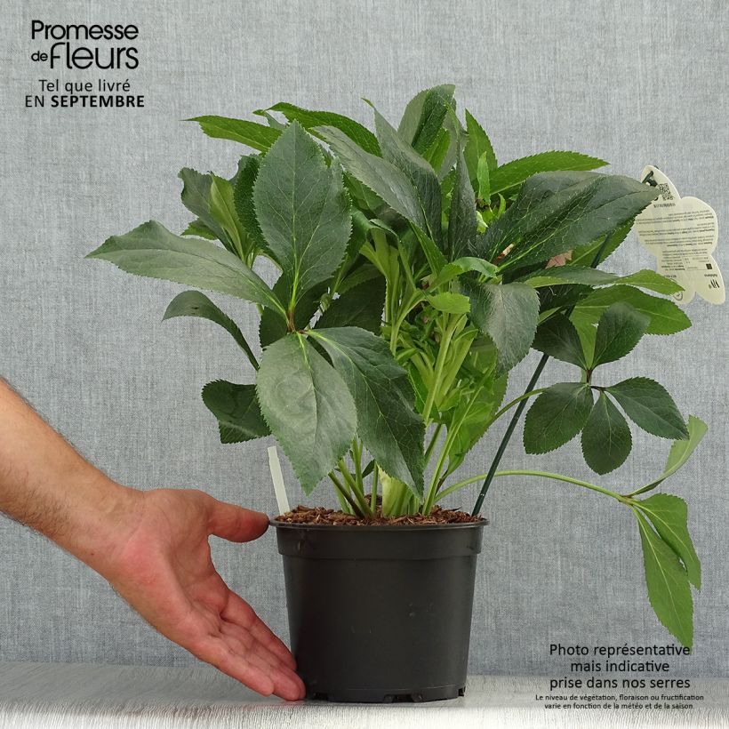 Exemplaar van Helleborus ViV Elena - lenteroos Pot van 2 l/3 l zoals geleverd in de herfst