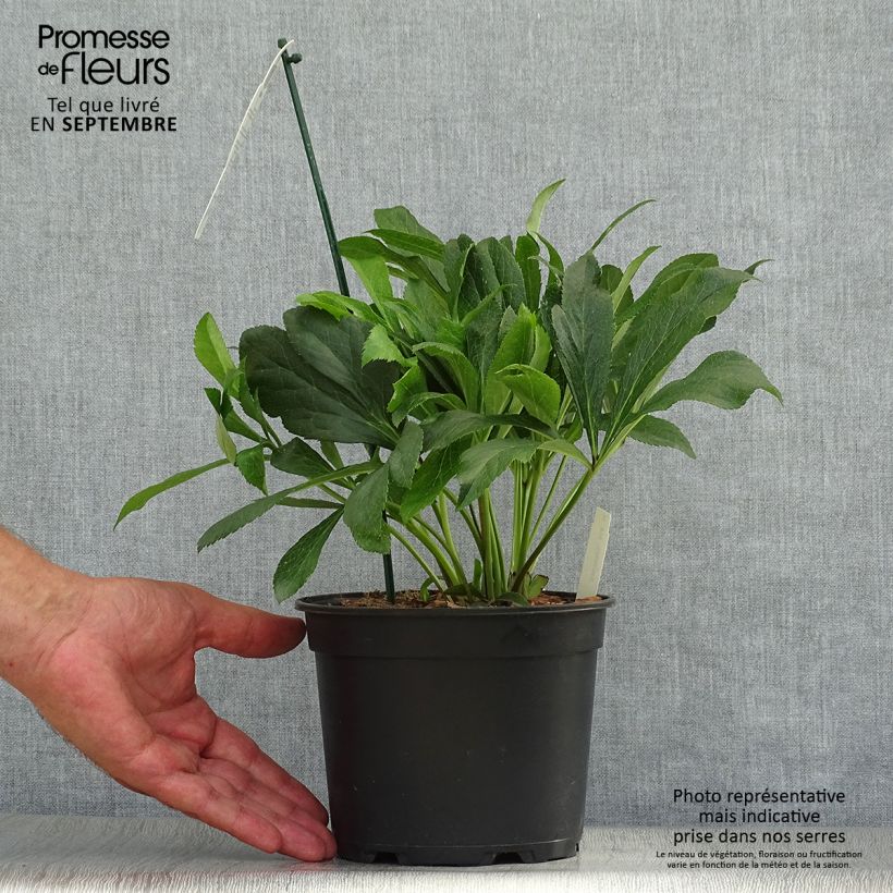Exemplaar van Helleborus ViV Eleonora - Lenteroos Pot van 2 l/3 l zoals geleverd in de herfst