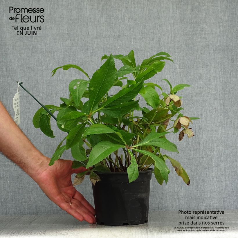 Exemplaar van Helleborus ViV Eleonora - Lenteroos Pot van 2 l/3 l zoals geleverd in de zomer