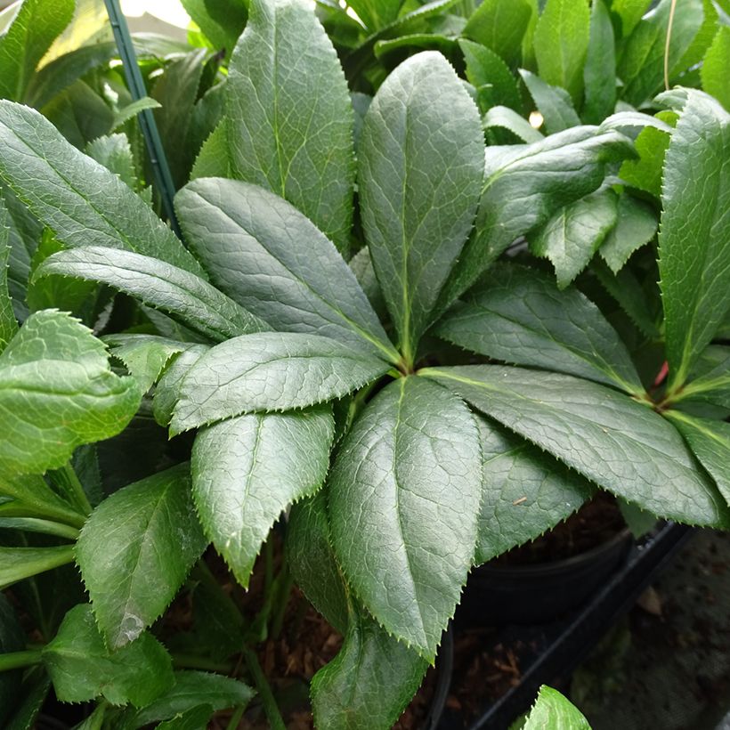 Helleborus ViV Eloisa - Lenteroos (Blad)