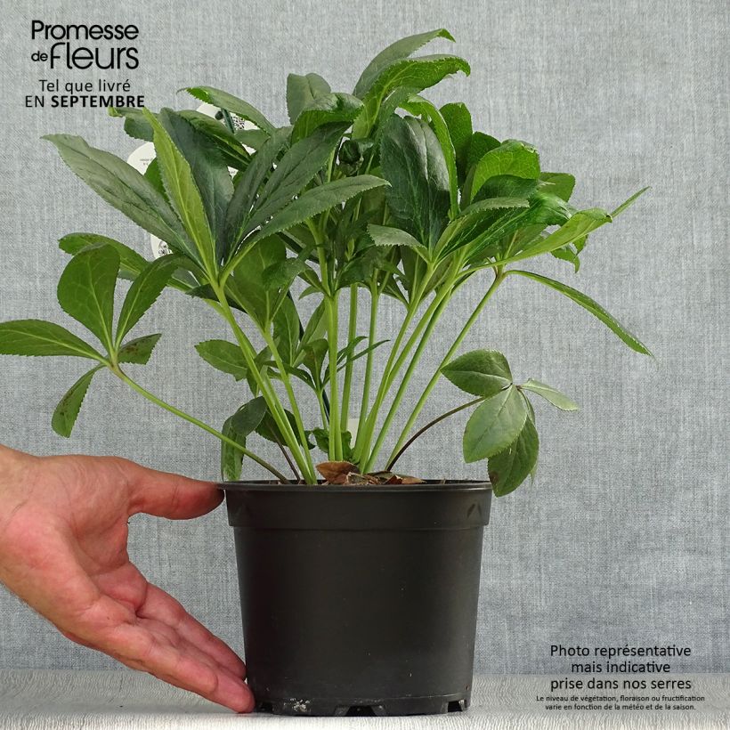 Exemplaar van Helleborus ViV Eloisa - Lenteroos Pot van 2 l/3 l zoals geleverd in de herfst