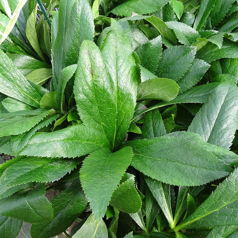 Helleborus ViV Elsa - lenteroos (Blad)