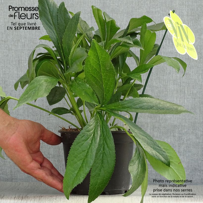 Exemplaar van Helleborus ViV Elsa - lenteroos Pot van 2 l/3 l zoals geleverd in de herfst