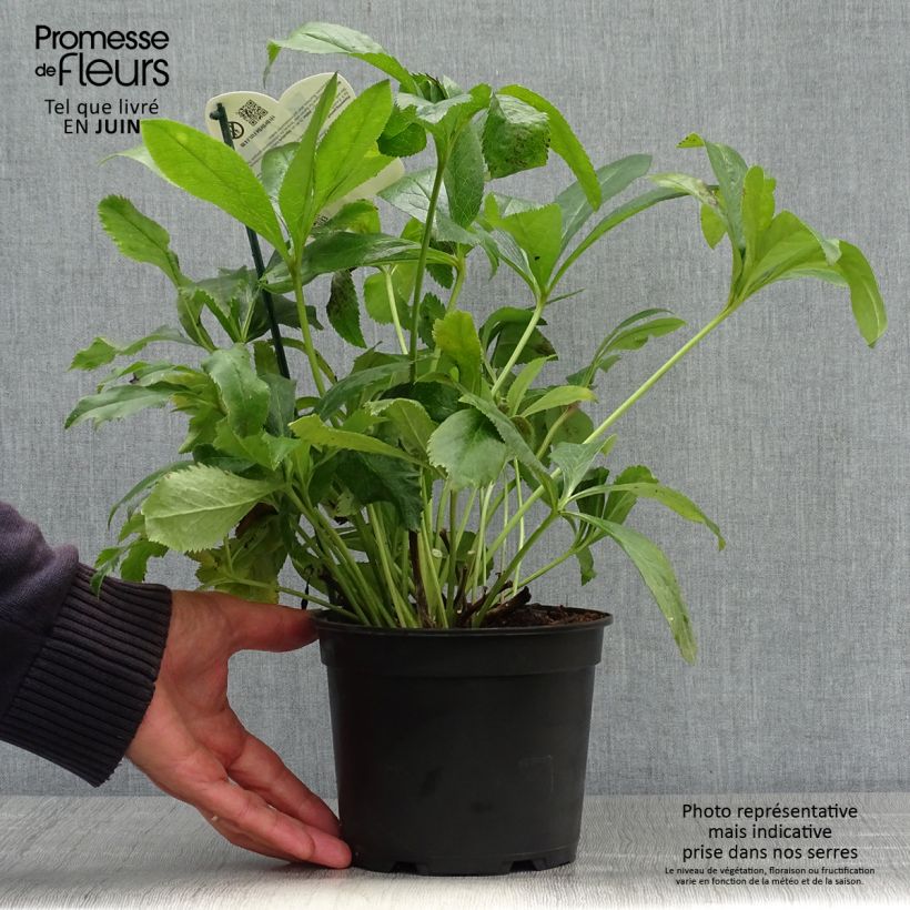 Exemplaar van Helleborus ViV Elsa - lenteroos Pot van 2 l/3 l zoals geleverd in de zomer
