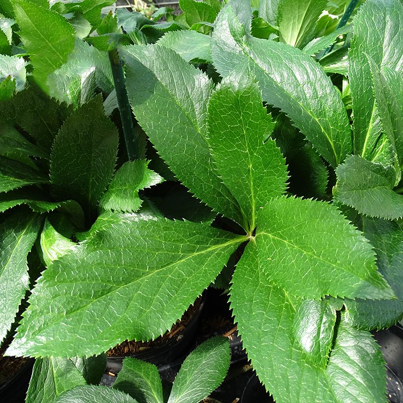Helleborus ViV Fiorentina - Lenteroos (Blad)