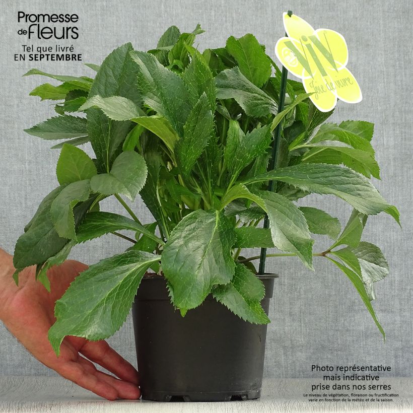 Exemplaar van Helleborus ViV Fiorentina - Lenteroos Pot van 2 l/3 l zoals geleverd in de herfst