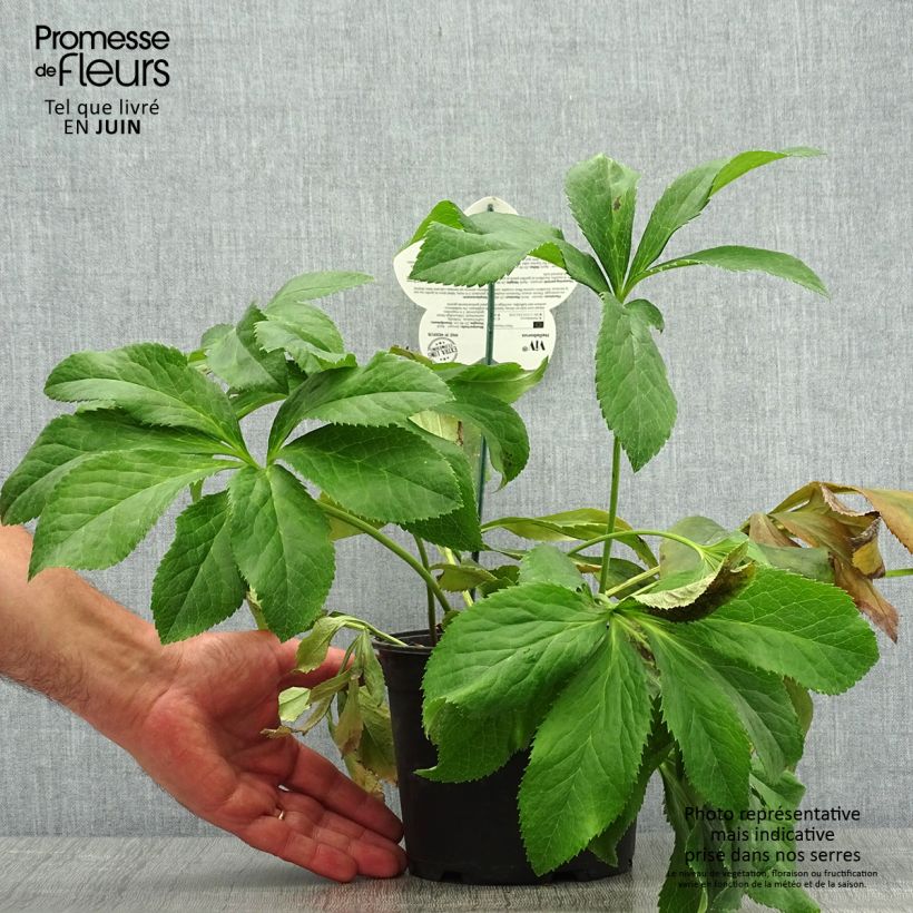 Exemplaar van Helleborus ViV Fiorentina - Lenteroos Pot van 2 l/3 l zoals geleverd in de zomer