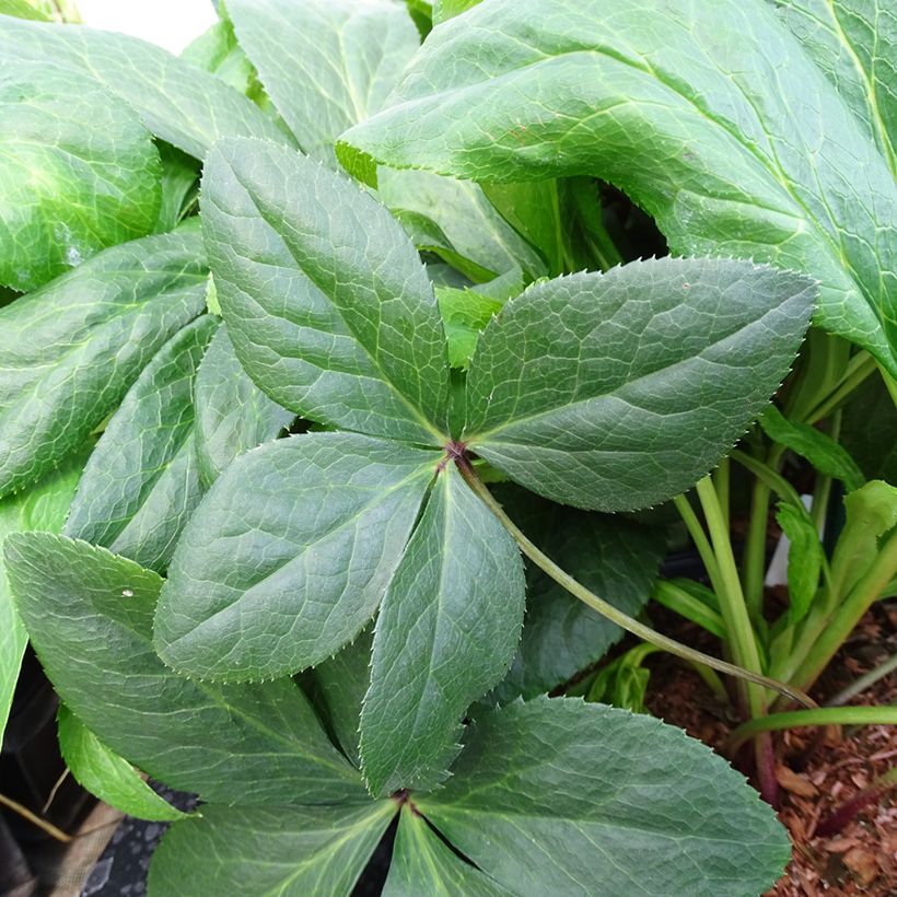 Helleborus ViV Gianina - lenteroos (Blad)