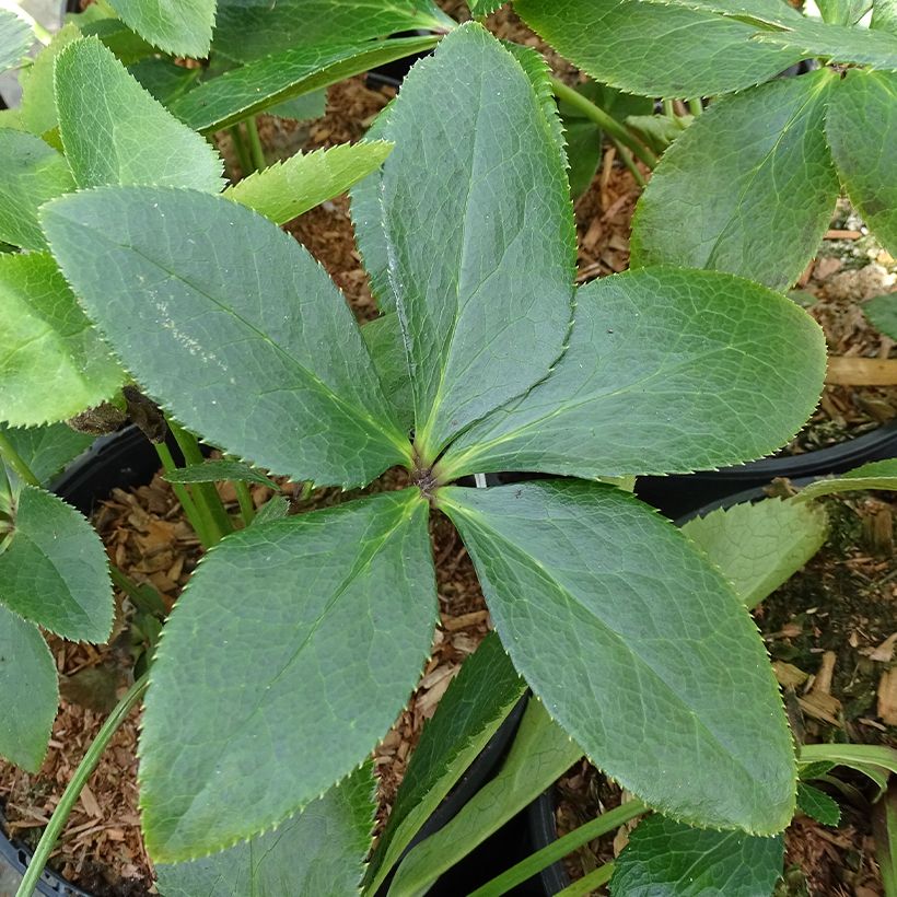 Helleborus ViV Giorgia - Lenteroos (Blad)