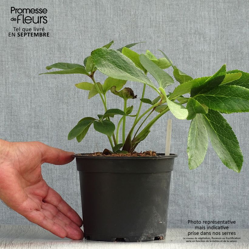 Exemplaar van Helleborus ViV Giorgia - Lenteroos Pot van 2 l/3 l zoals geleverd in de herfst