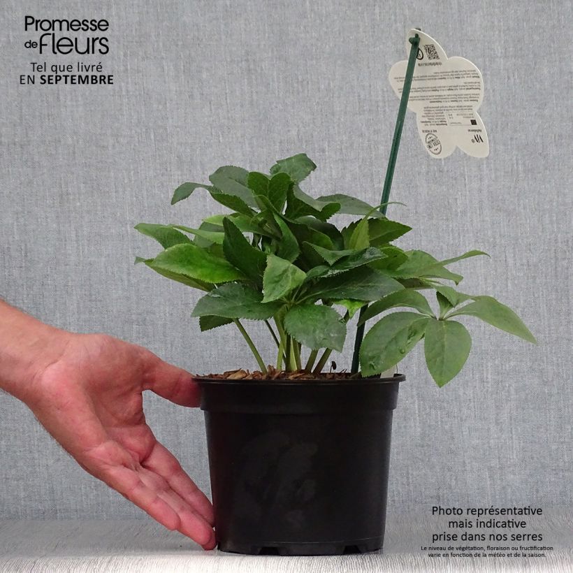 Exemplaar van Helleborus ViV Isabella BIO - Lenteroos Pot van 2 l/3 l zoals geleverd in de herfst