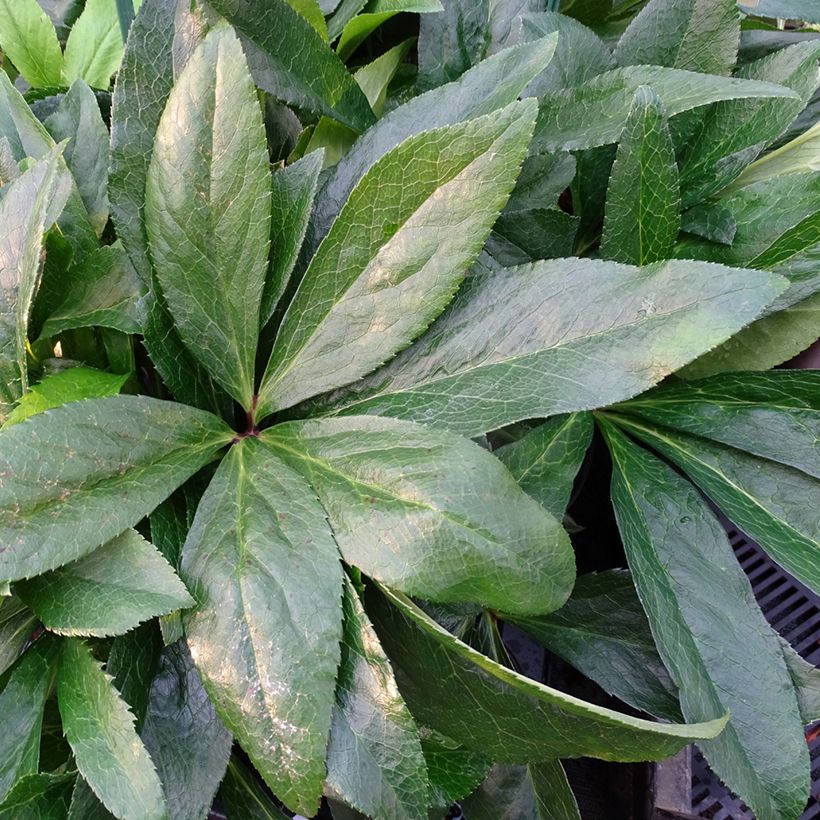 Helleborus ViV Laura - Lenteroos (Blad)