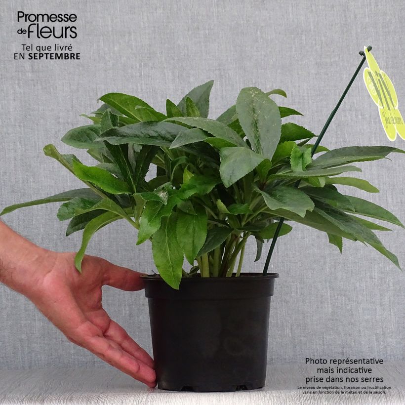 Exemplaar van Helleborus ViV Laura - Lenteroos Pot van 2 l/3 l zoals geleverd in de herfst