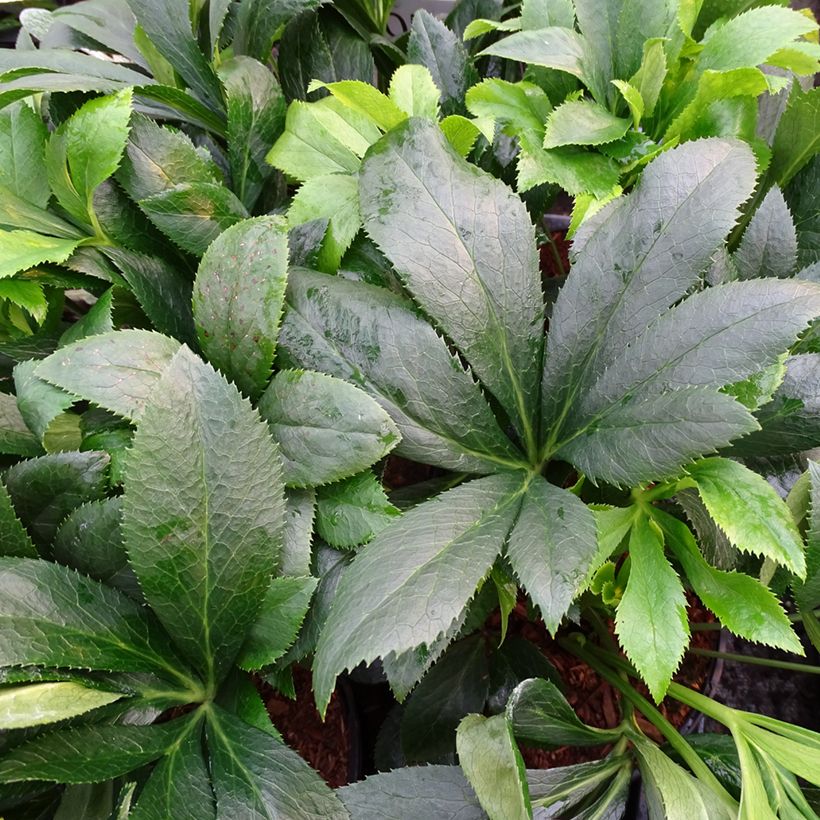 Helleborus ViV Liliana - Lenteroos (Blad)