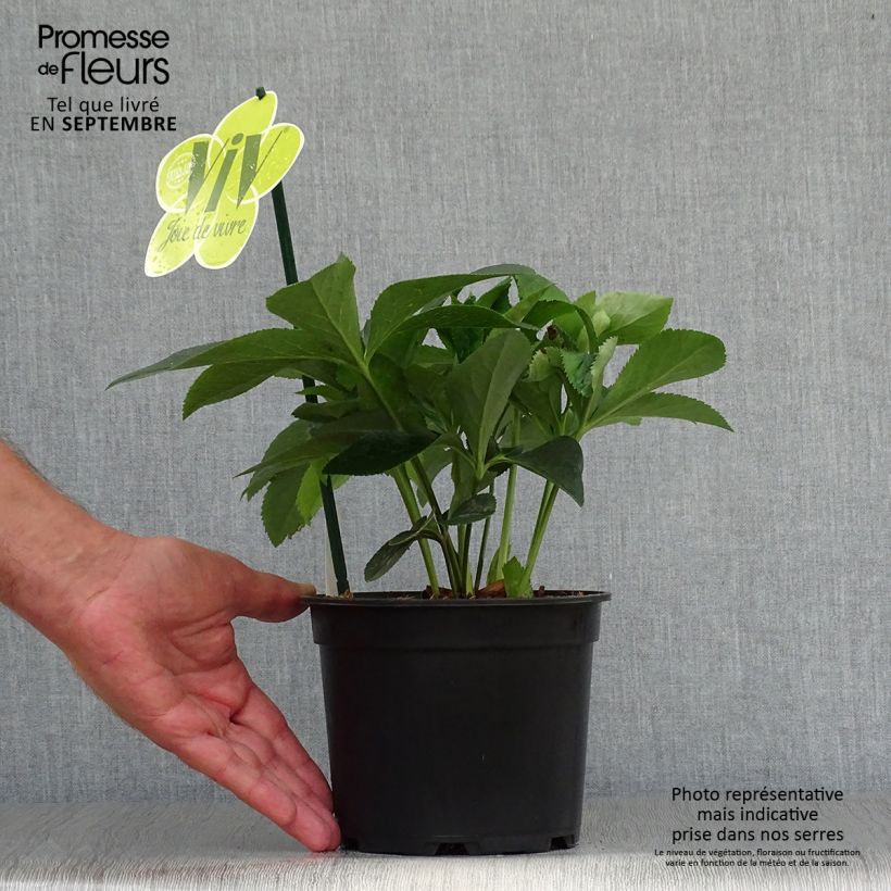 Exemplaar van Helleborus ViV Lucrezia - Lenteroos Pot van 2 l/3 l zoals geleverd in de herfst