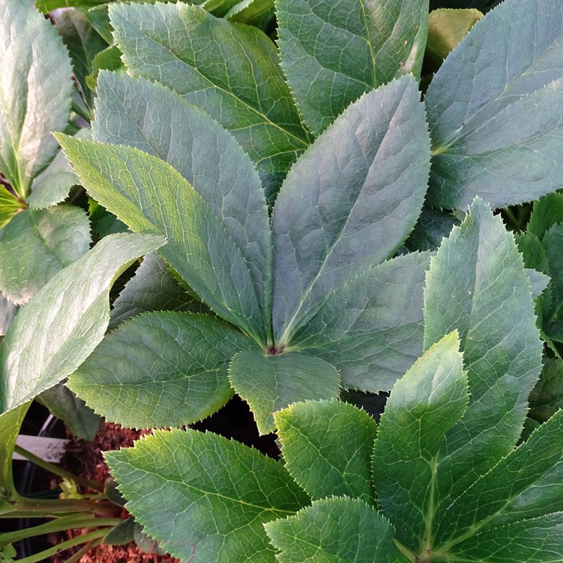 Helleborus ViV Maeva - Lenteroos (Blad)