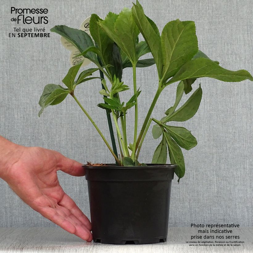 Exemplaar van Helleborus ViV Maeva - Lenteroos Pot van 2 l/3 l zoals geleverd in de herfst