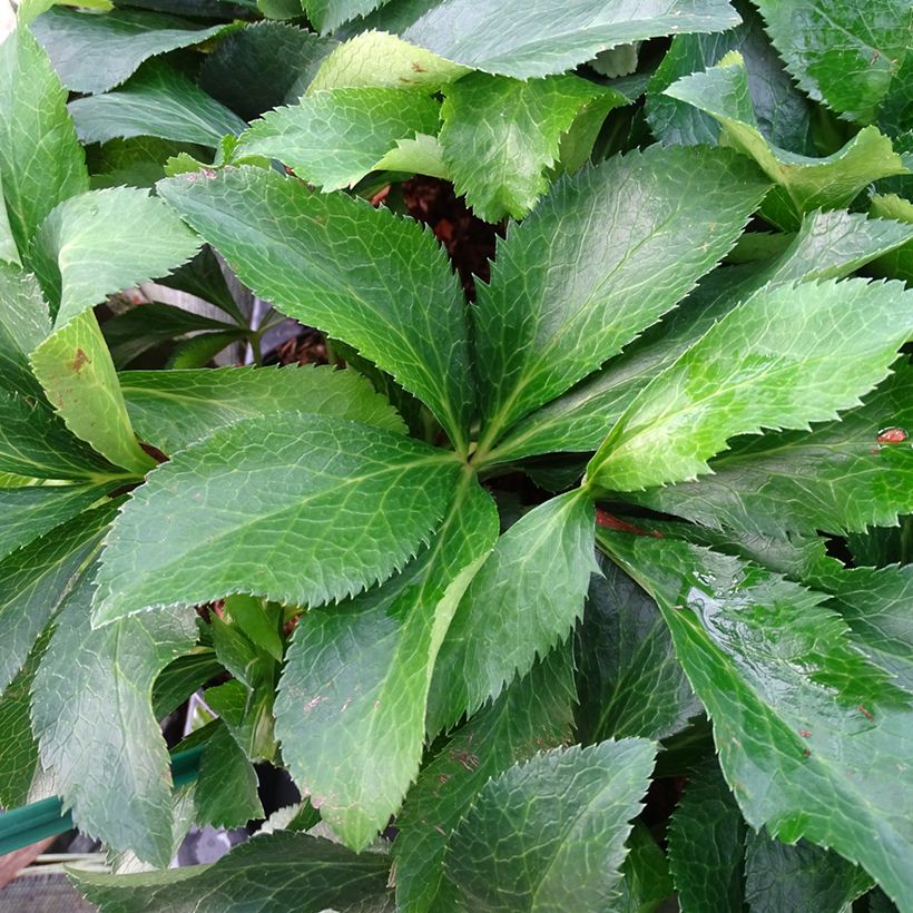 Helleborus ViV Micaela - lenteroos (Blad)