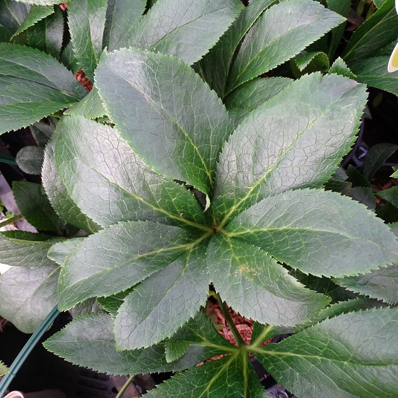 Helleborus ViV Milana - Lenteroos (Blad)